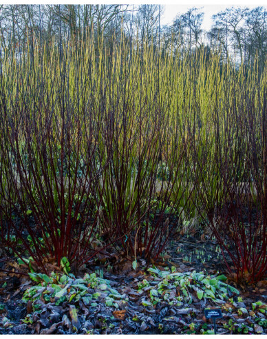 Weißer Hartriegel Kesselringii