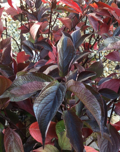 Weißer Hartriegel Kesselringii