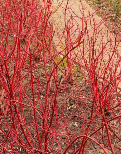 Weißer Hartriegel Miracle