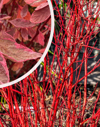 Weißer Hartriegel Miracle