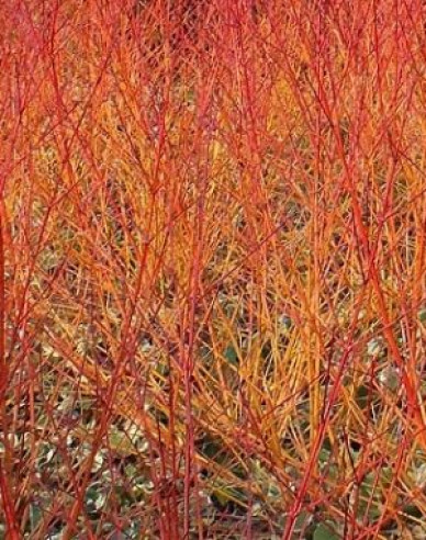 Hartriegel Anny Winter Orange