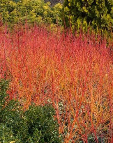 Hartriegel Anny Winter Orange