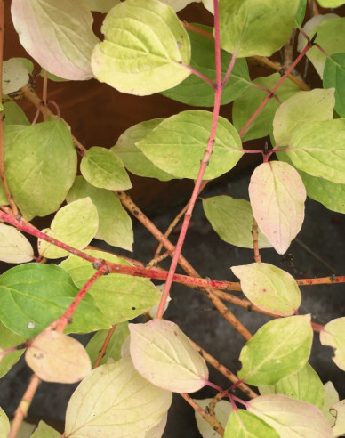 Hartriegel Anny Winter Orange