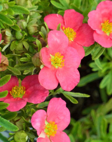 Fingerstrauch Bella Rosa