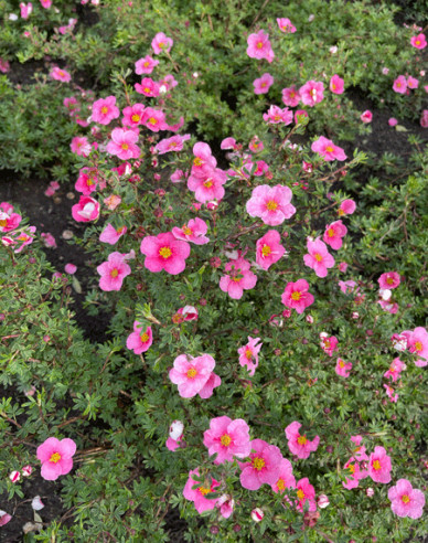 Fingerstrauch Bella Rosa