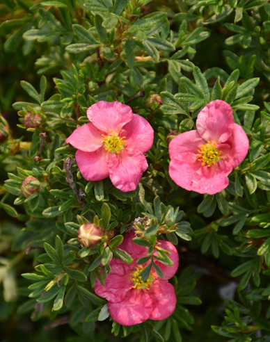 Fingerstrauch Bella Rosa