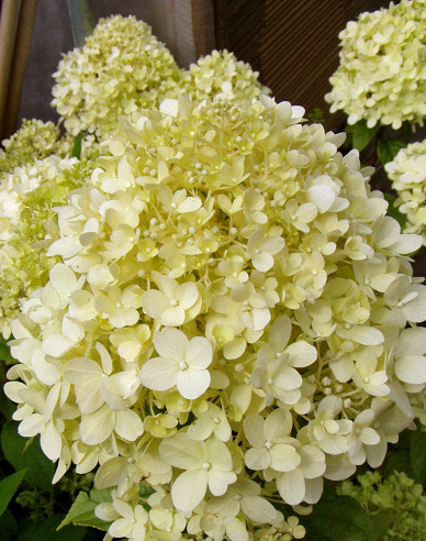 Hortensie Limelight - Stämmchen