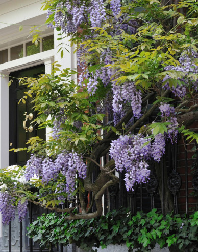 Glyzinie  Amethyst Falls