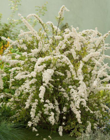 Grauer Spierstrauch ’Grefsheim’