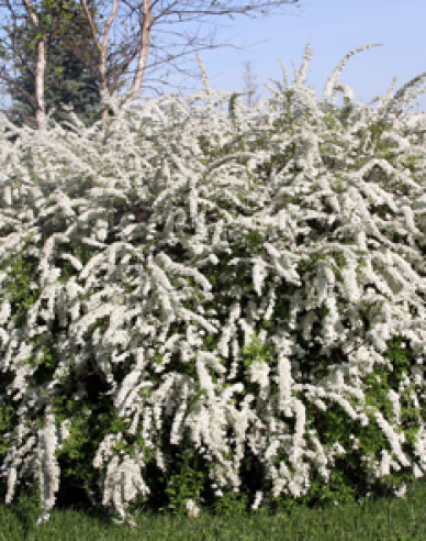 Grauer Spierstrauch ’Grefsheim’