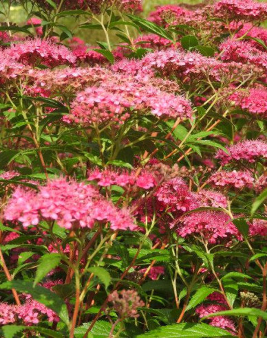 Japan-Spierstrauch Darts Red