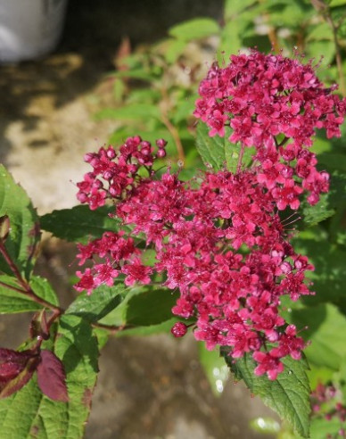 Japan-Spierstrauch Darts Red
