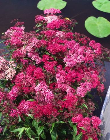 Japan-Spierstrauch Darts Red