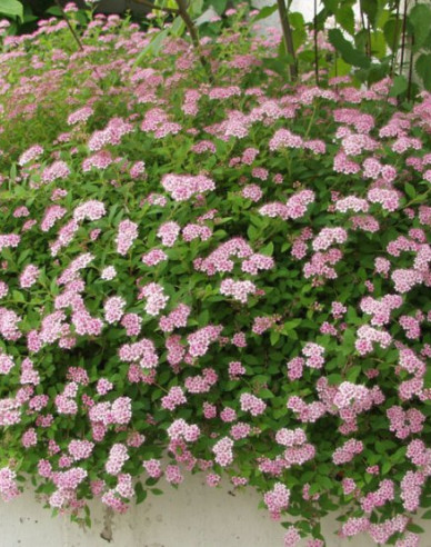 Japan-Spierstrauch Little Princess 2l