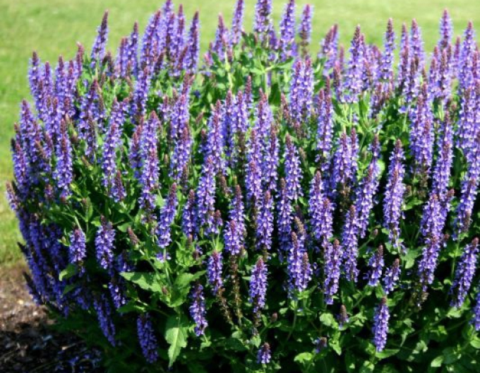 Salbei Blauhügel