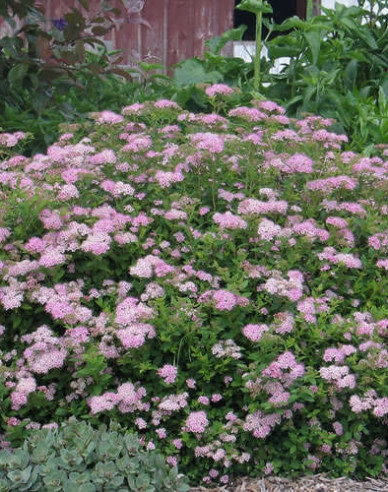 Japan-Spierstrauch Little Princess 2l