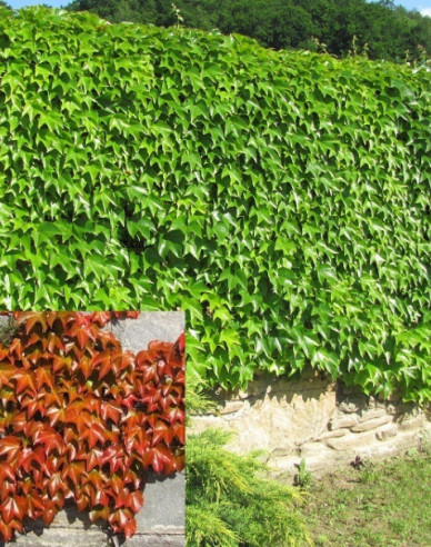 Dreilappiger Wilder Wein Veitchii