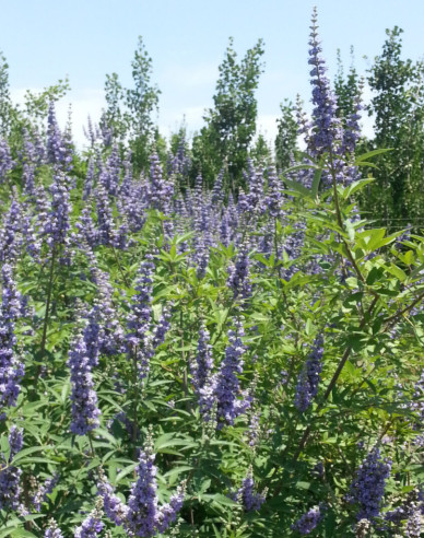 Vitex Magical Summertime Blues