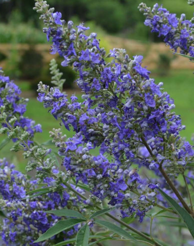 Vitex Magical Summertime Blues