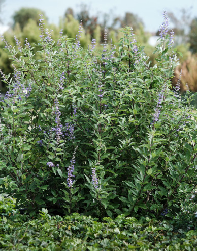 Vitex Magical Summertime Blues
