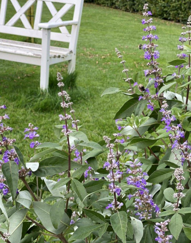 Vitex Magical Summertime Blues
