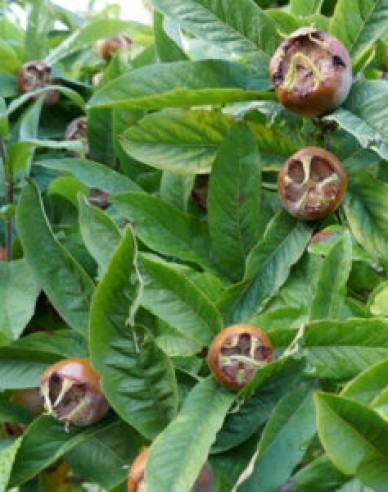 Mispel Nottingham, auf Quitte, cont. 5L