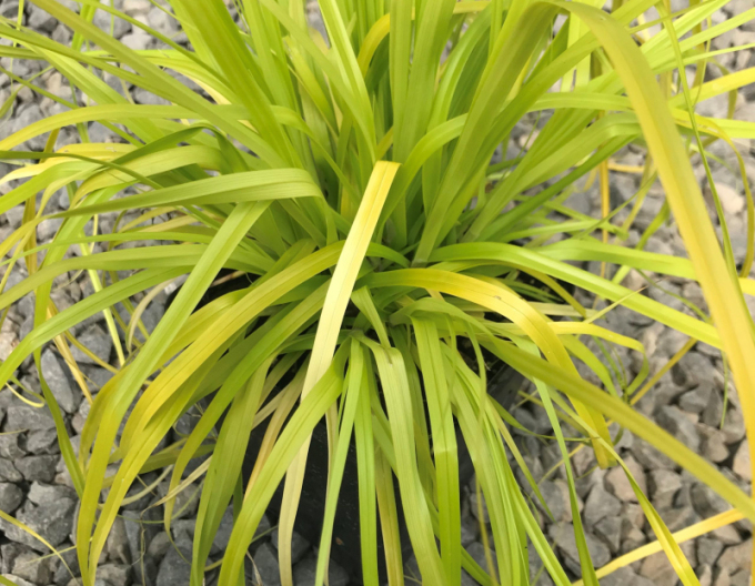 Oshima-Segge Everillo