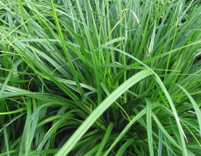 Oshima-Segge Evergreen