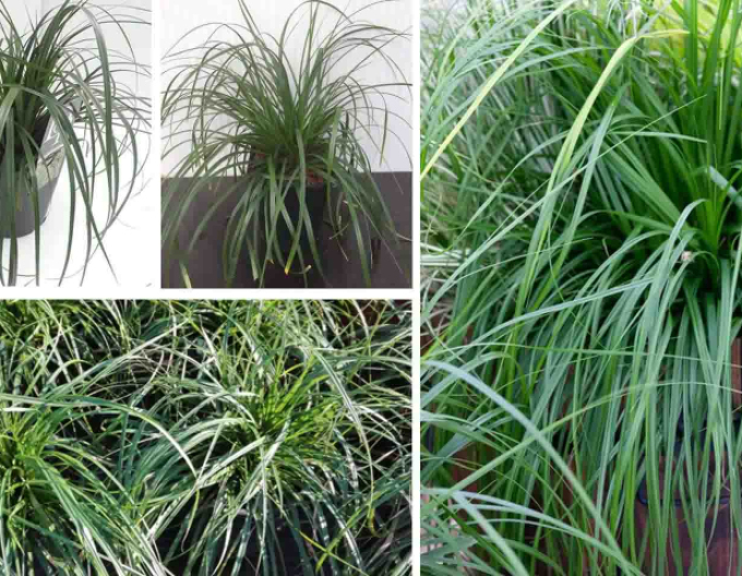 Oshima-Segge Evergreen