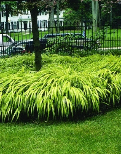 Japanisches Berggras Aureola 1,5l