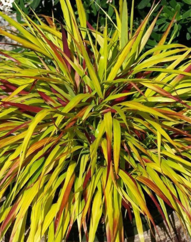 Japanisches Berggras Beni Kaze