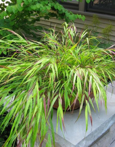 Japanisches Berggras Beni Kaze