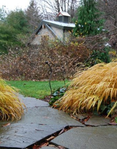 Japanisches Berggras Beni Kaze