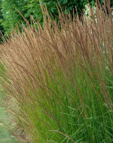 Pfeifengras Moorflamme