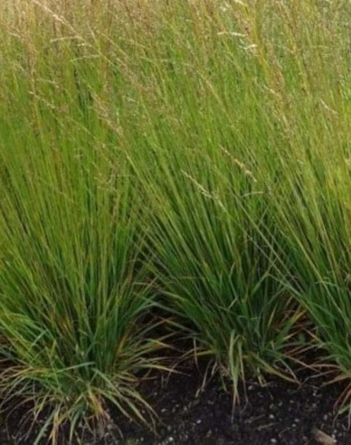 Pfeifengras Moorflamme