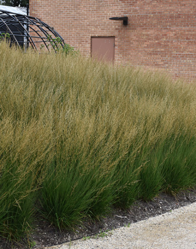 Pfeifengras Moorflamme