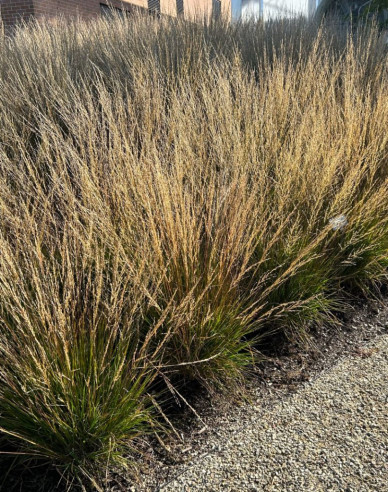 Pfeifengras Moorflamme