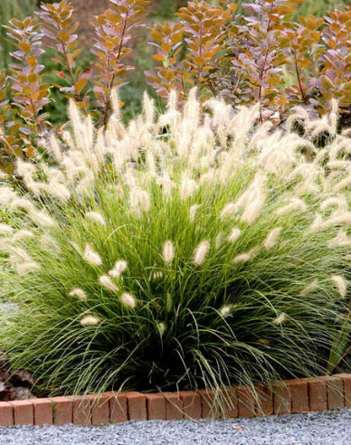 Lampenputzergras Casian