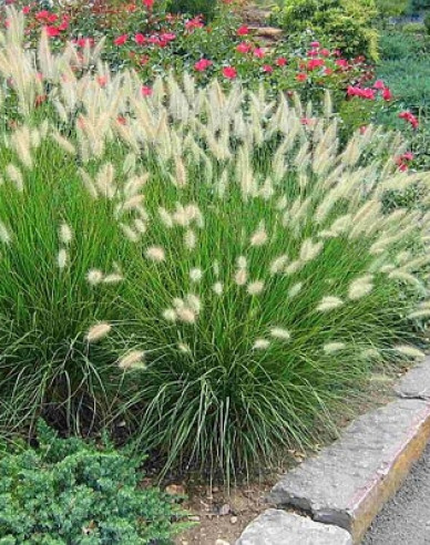 Lampenputzergras Casian