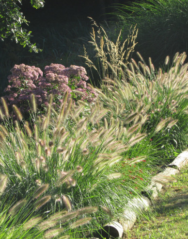 Lampenputzergras Casian