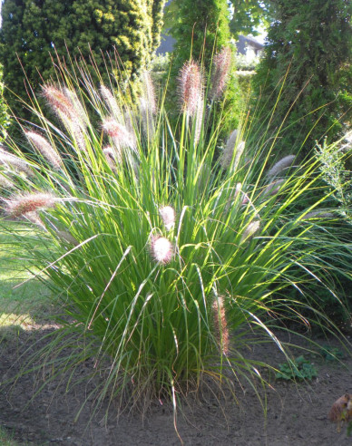 Lampenputzergras Casian