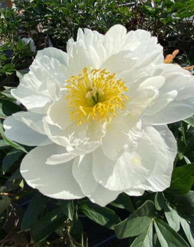 Chinesische Pfingstrose Miss America