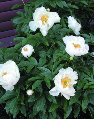 Chinesische Pfingstrose Miss America