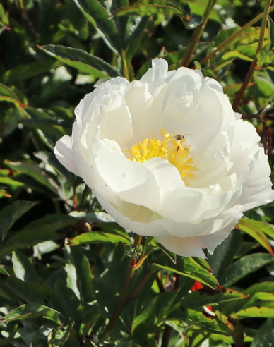 Chinesische Pfingstrose Miss America