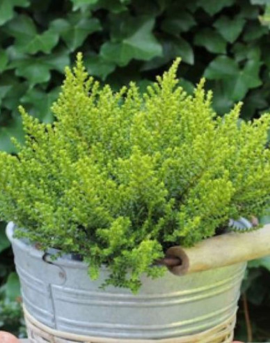 Strauchveronika Golden Nugget