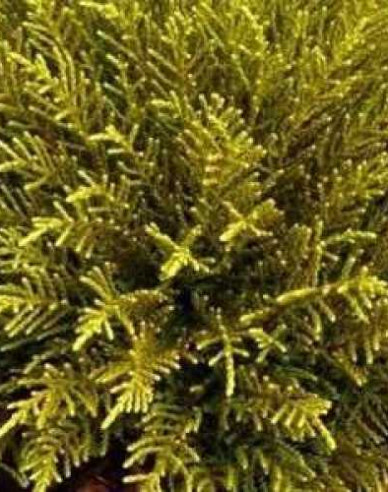 Strauchveronika Golden Nugget