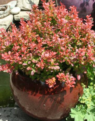 Berberitze Admiration