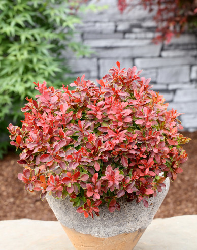 Berberitze Admiration