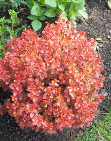 Berberitze Admiration