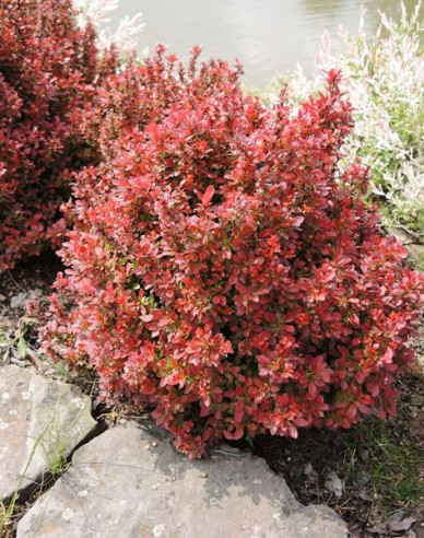 Berberitze Admiration